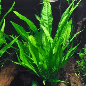 Aquatic Plant